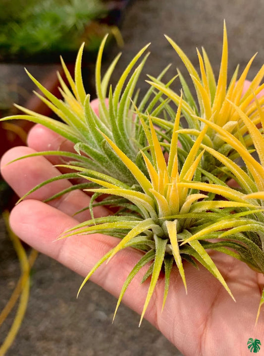 Air plant (Yellow) single shoot