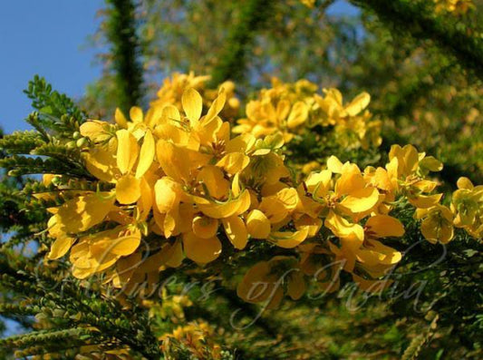 Senna Polyphylla Outdoor Plant