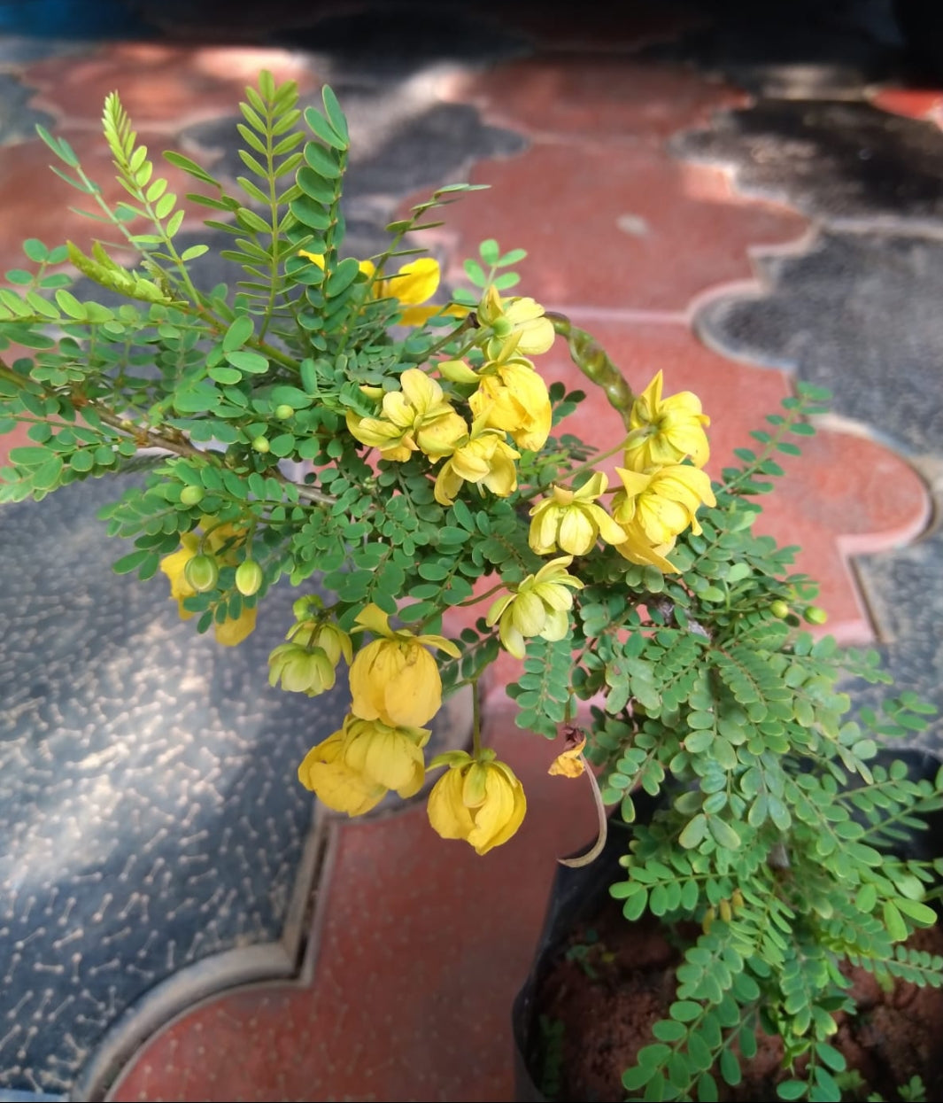 Senna Polyphylla Outdoor Plant