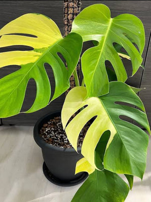 Monstera Deliciosa Aurea – ASHIYANA STORE