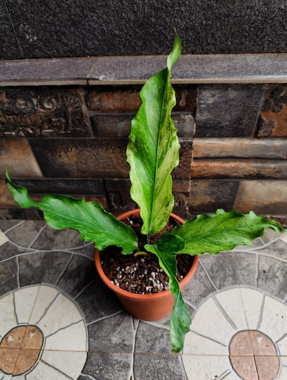 Anthurium Wave Of love Mint Veriegated (Semishade plant)