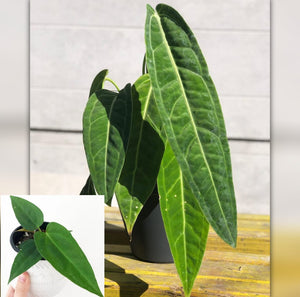 Anthurium Queen – ASHIYANA STORE