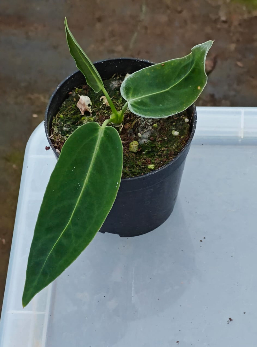 Anthurium Queen