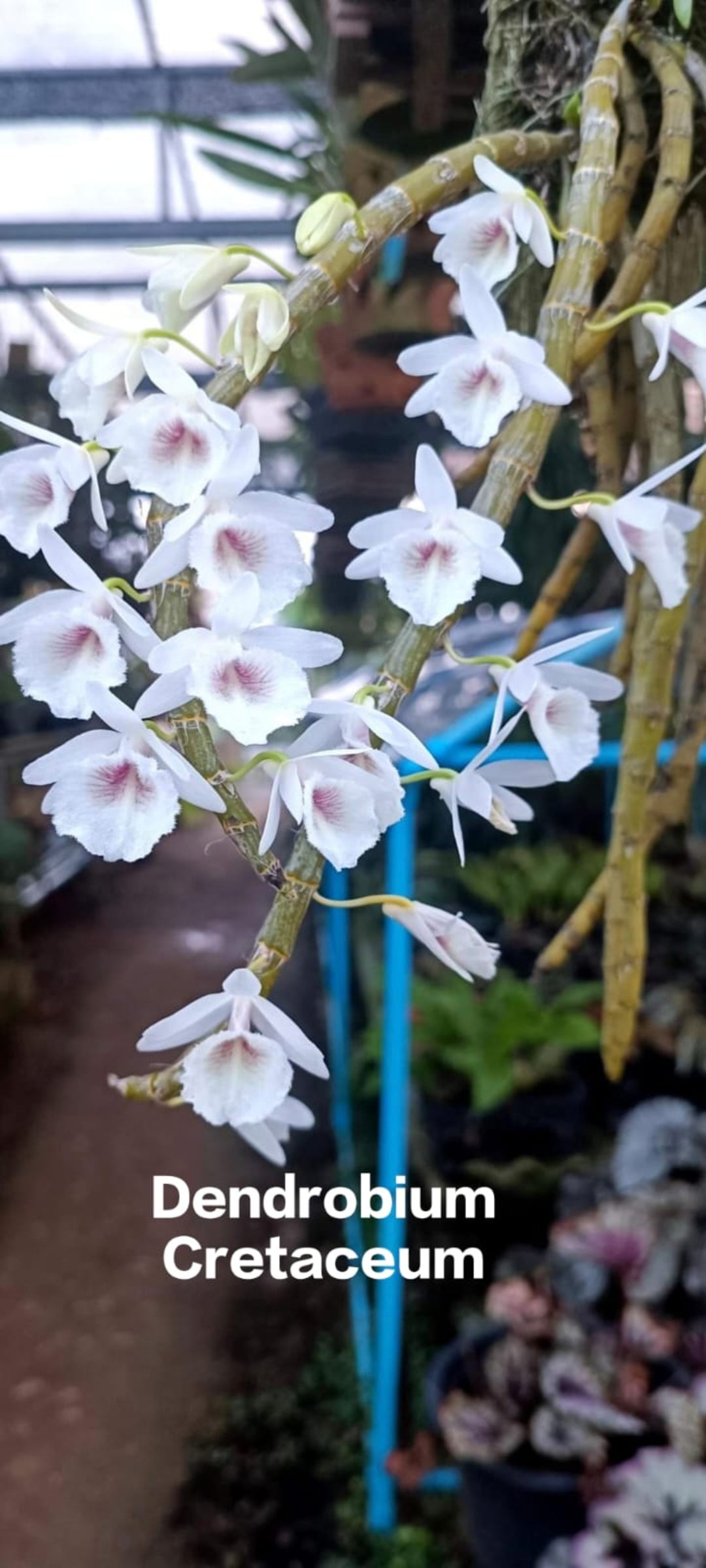 Dendrobium Cretaceum