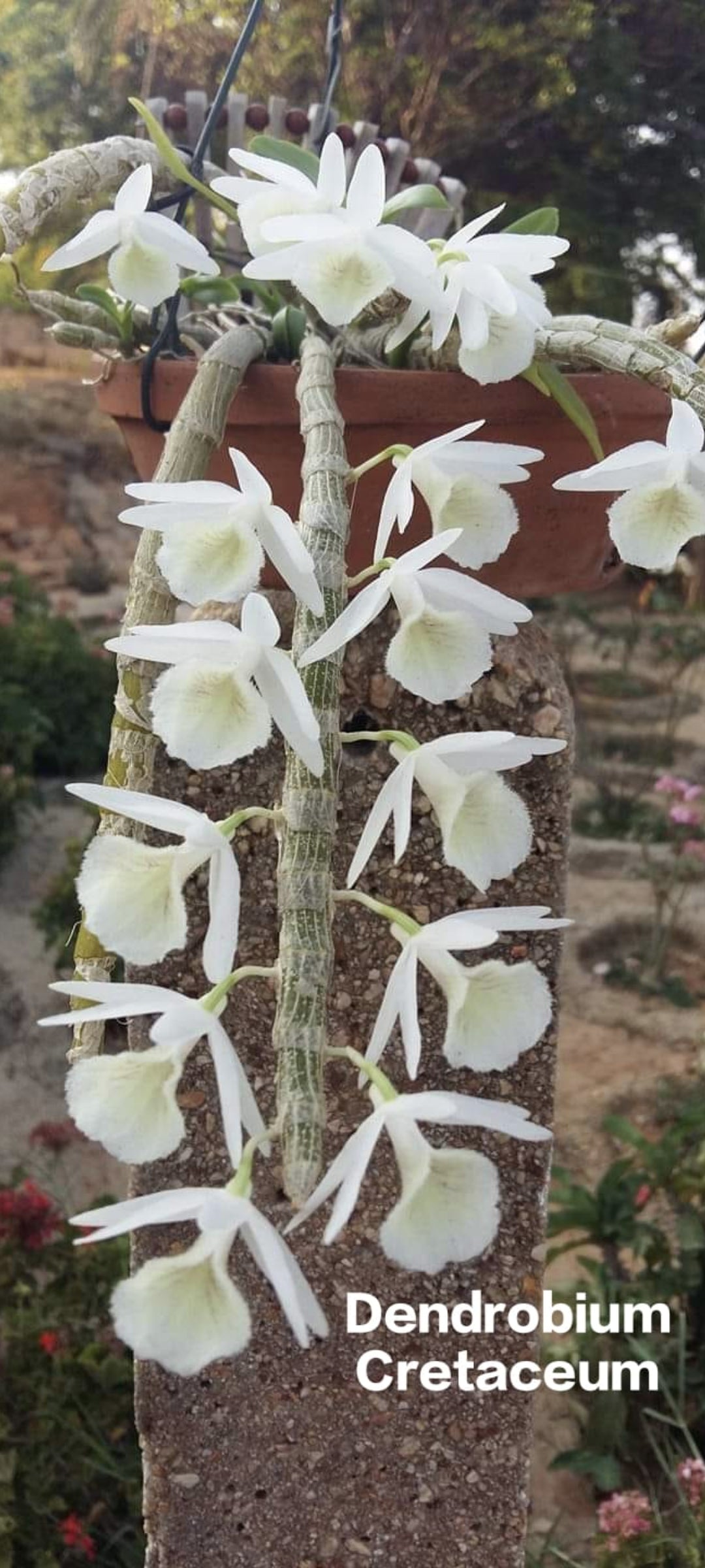 Dendrobium Cretaceum