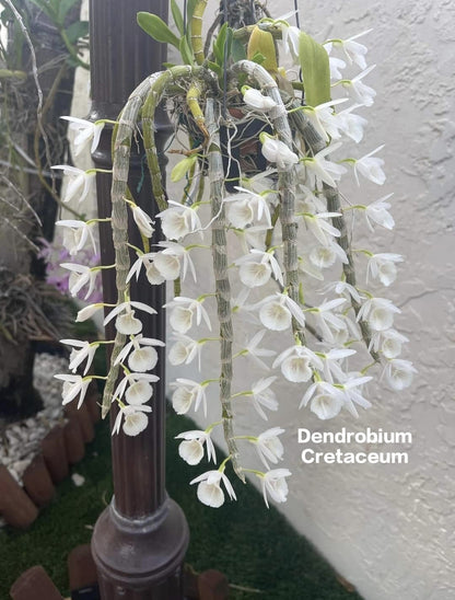 Dendrobium Cretaceum