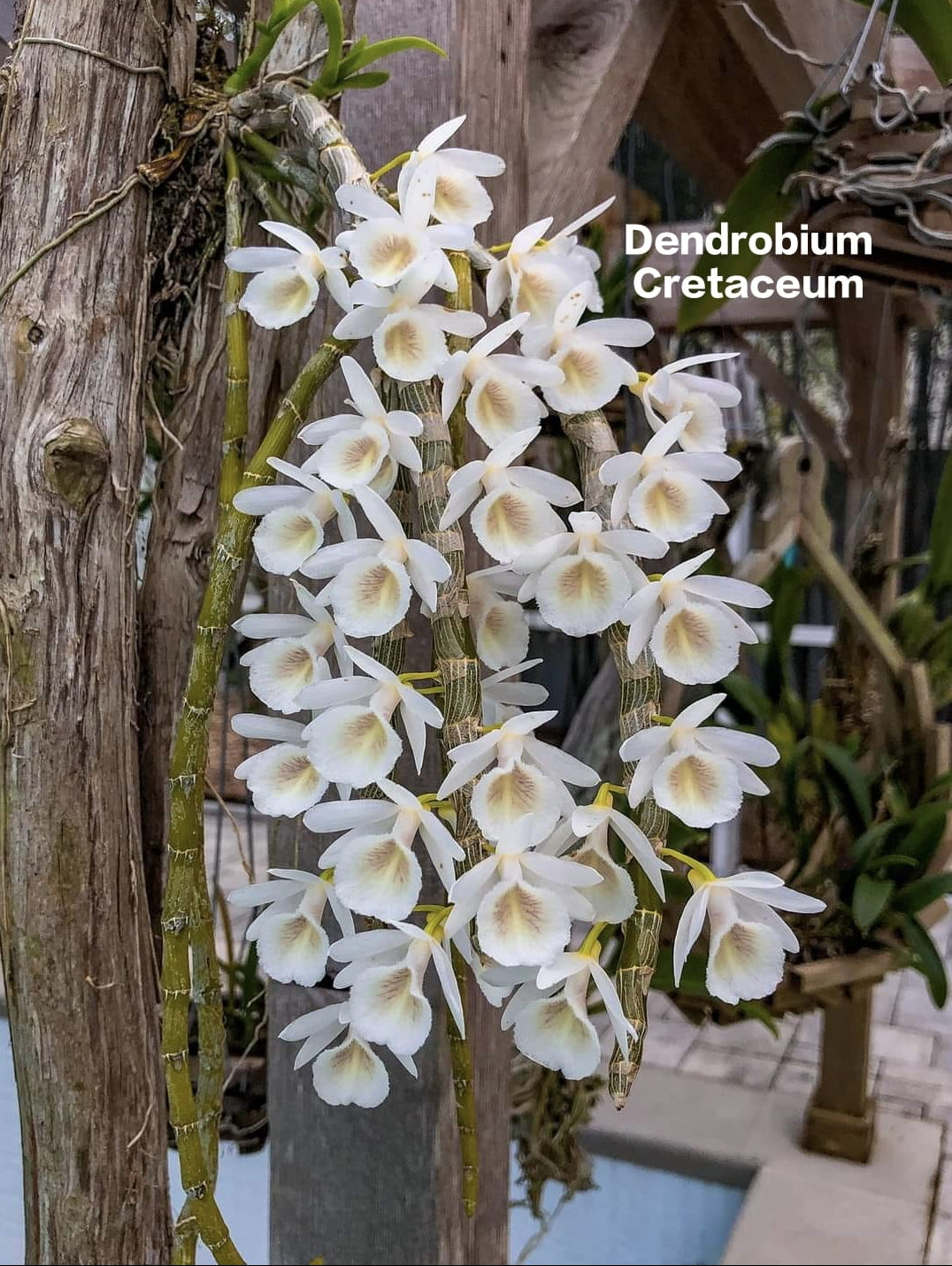 Dendrobium Cretaceum