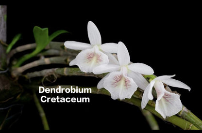 Dendrobium Cretaceum