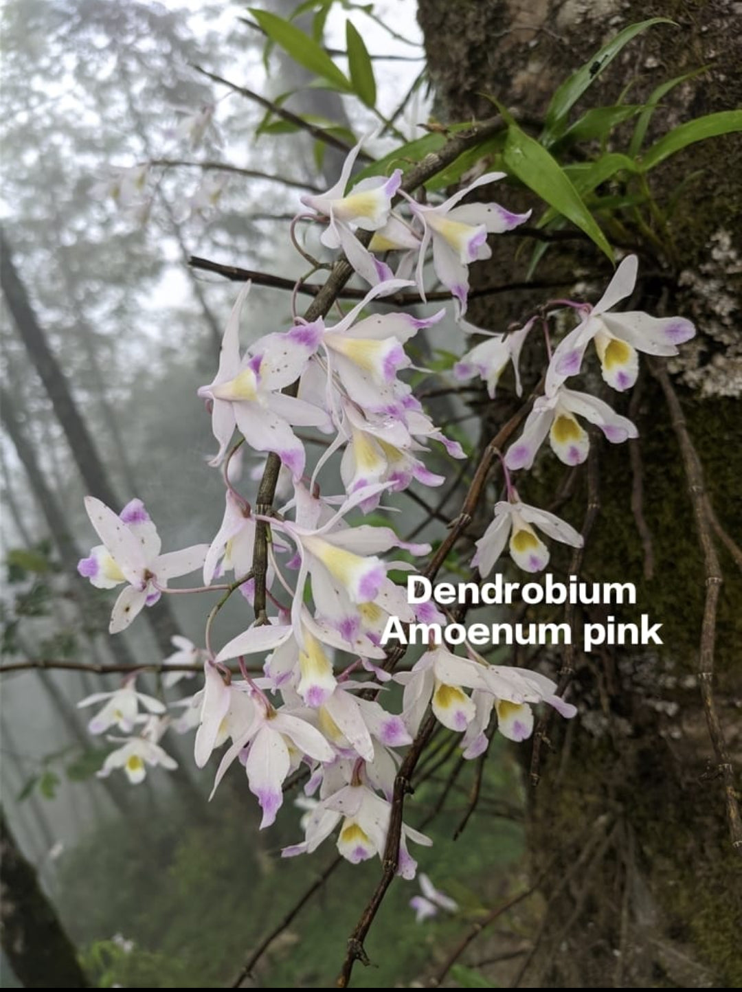 Dendrobium Amoenum Pink