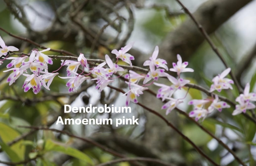 Dendrobium Amoenum Pink