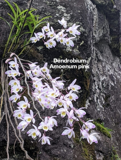 Dendrobium Amoenum Pink