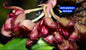 Bulbophyllum Sigaldiae