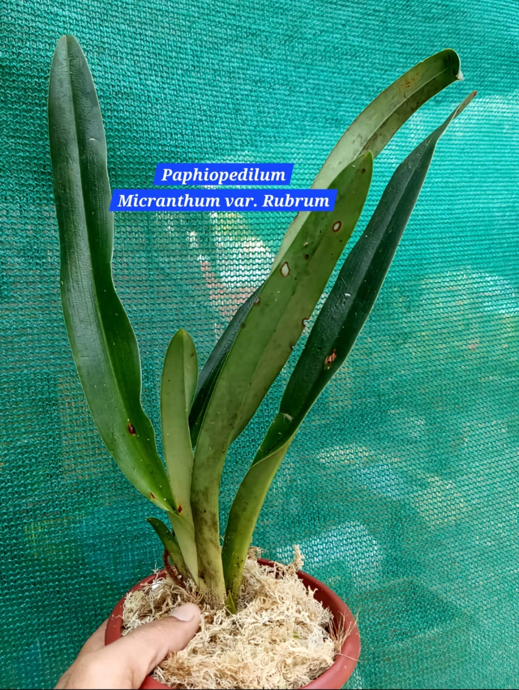 Paphiopedilum Micranthum Var. Rubrum