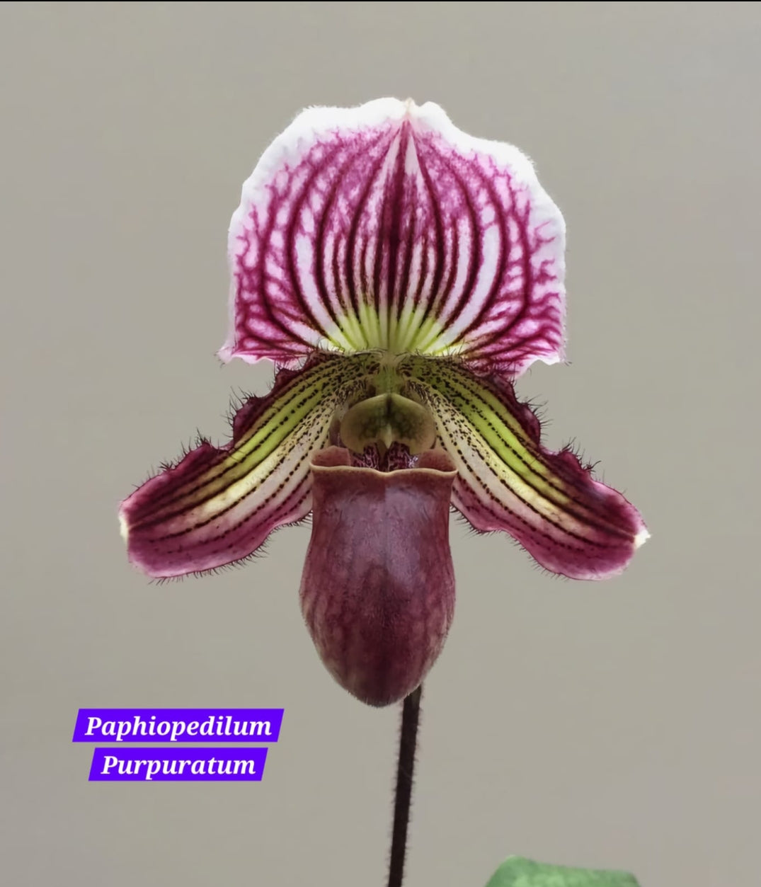 Paphiopedilum Purpuratum