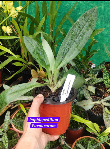 Paphiopedilum Purpuratum