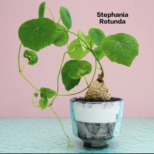 Stephania Rotunda (Low maintenance plant)