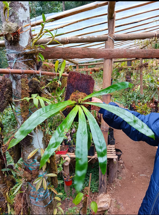 Bird nest fern