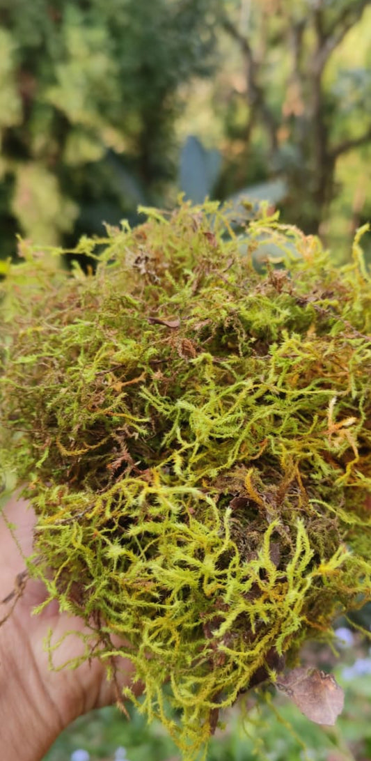 Spagnum Moss 1 kilograms