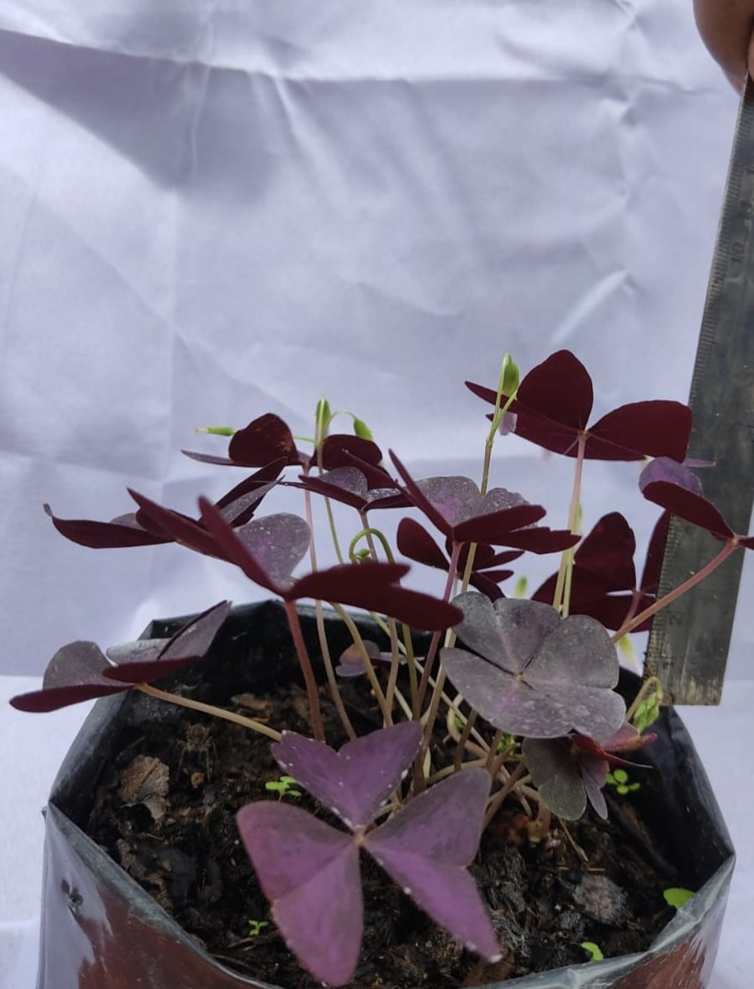 Oxalis Plant