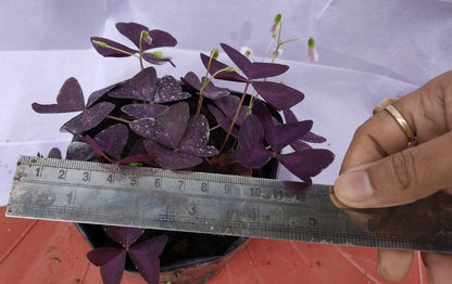 Oxalis Plant