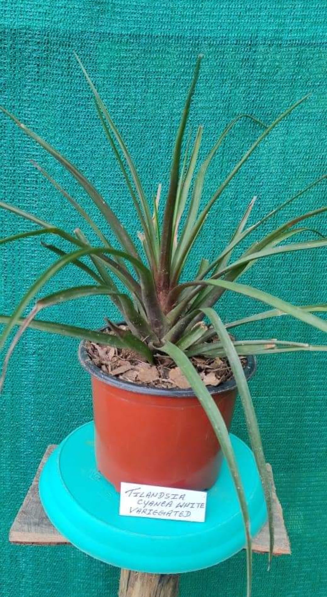 Tillandsia Cyanea Veriegated