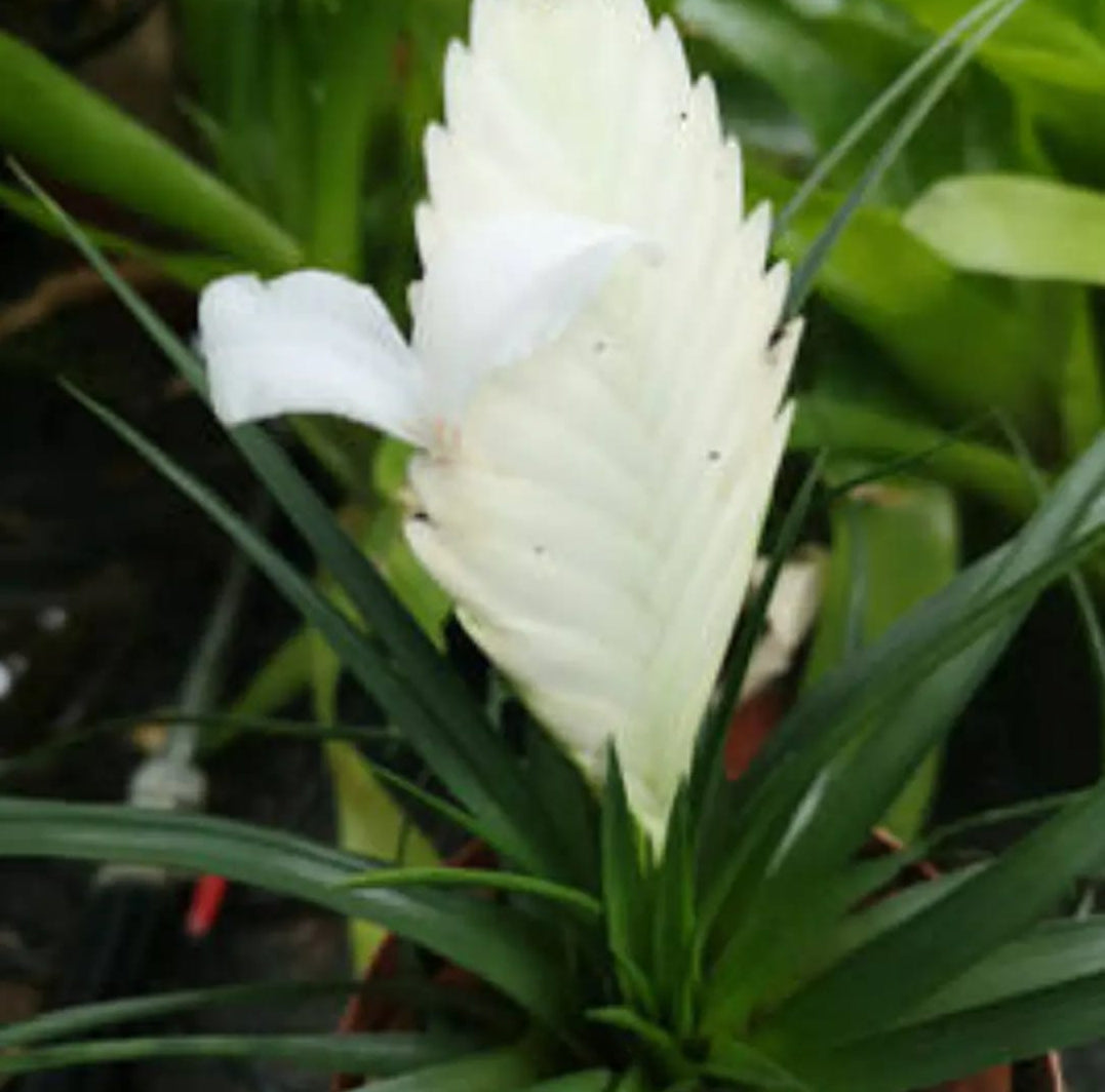 Tillandsia Cyanea Veriegated