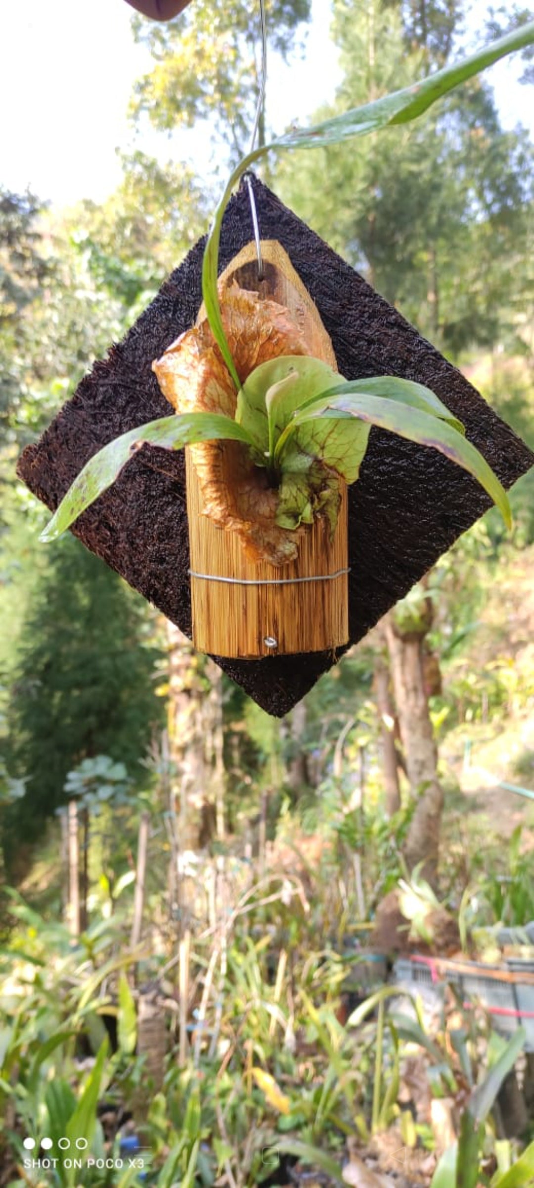 Suberbum Stagehorn Fern Variety