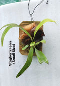 Stagehorn Fern
