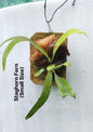 Stagehorn Fern
