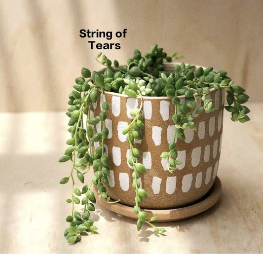 String of Tears