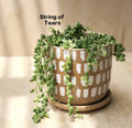 String of Tears