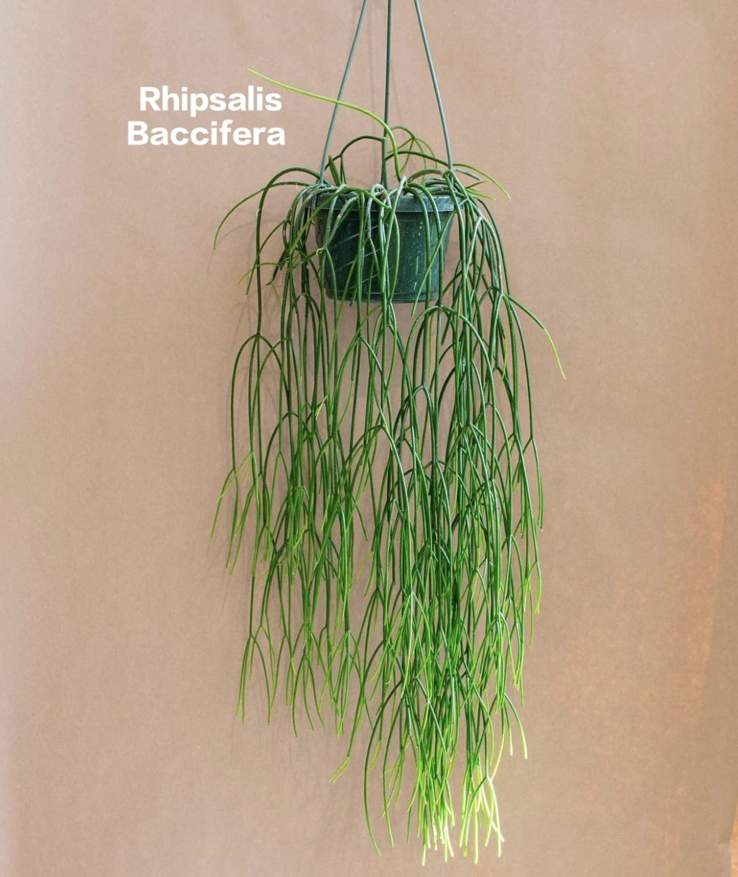 Rhipsalis Baccifera