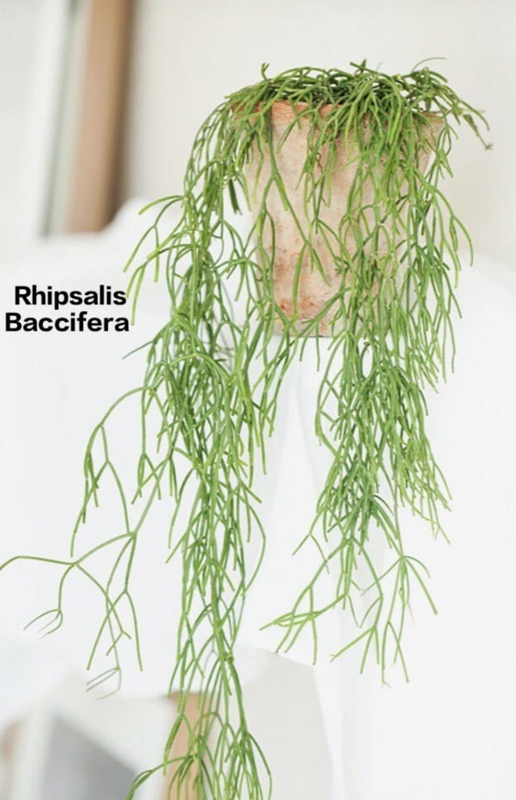 Rhipsalis Baccifera