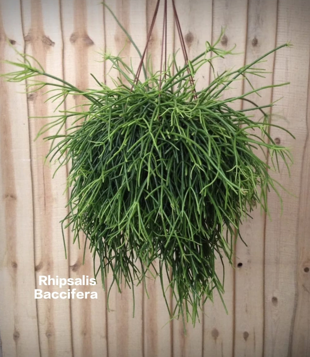 Rhipsalis Baccifera