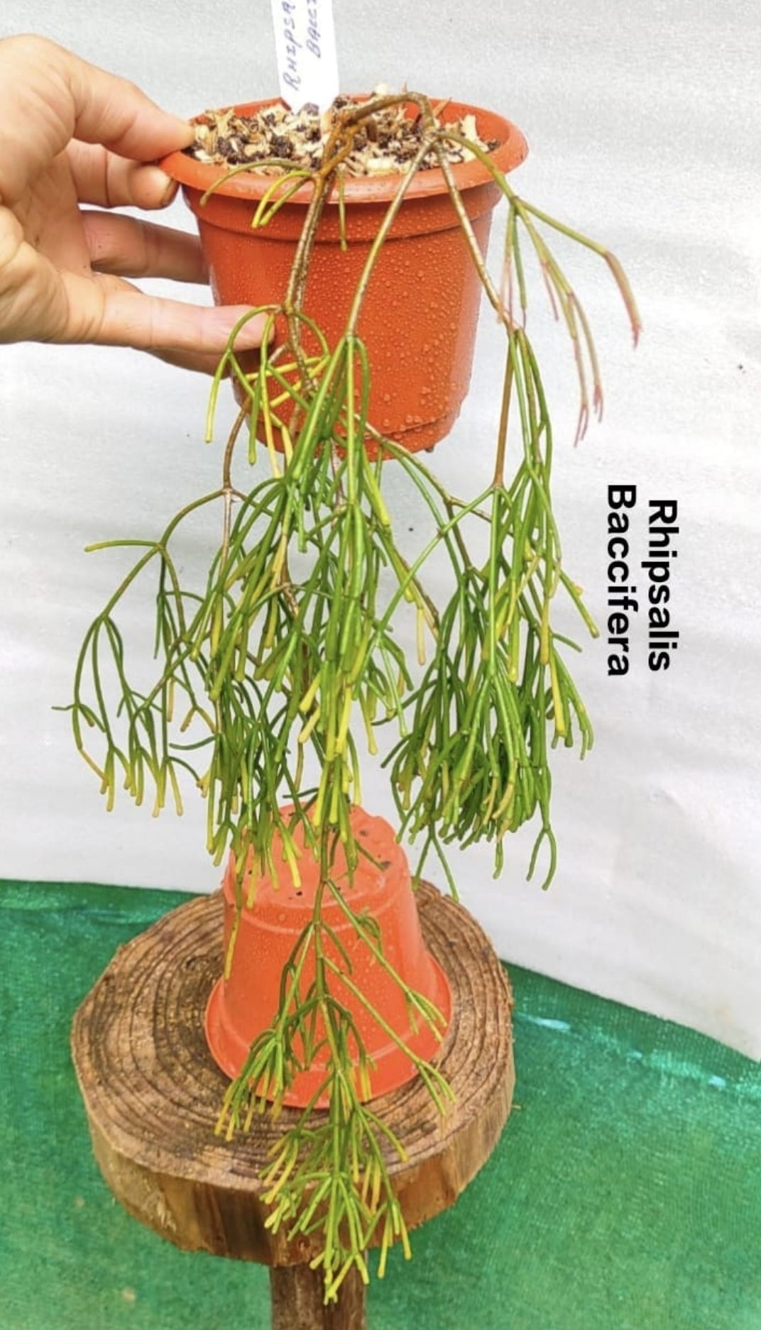 Rhipsalis Baccifera