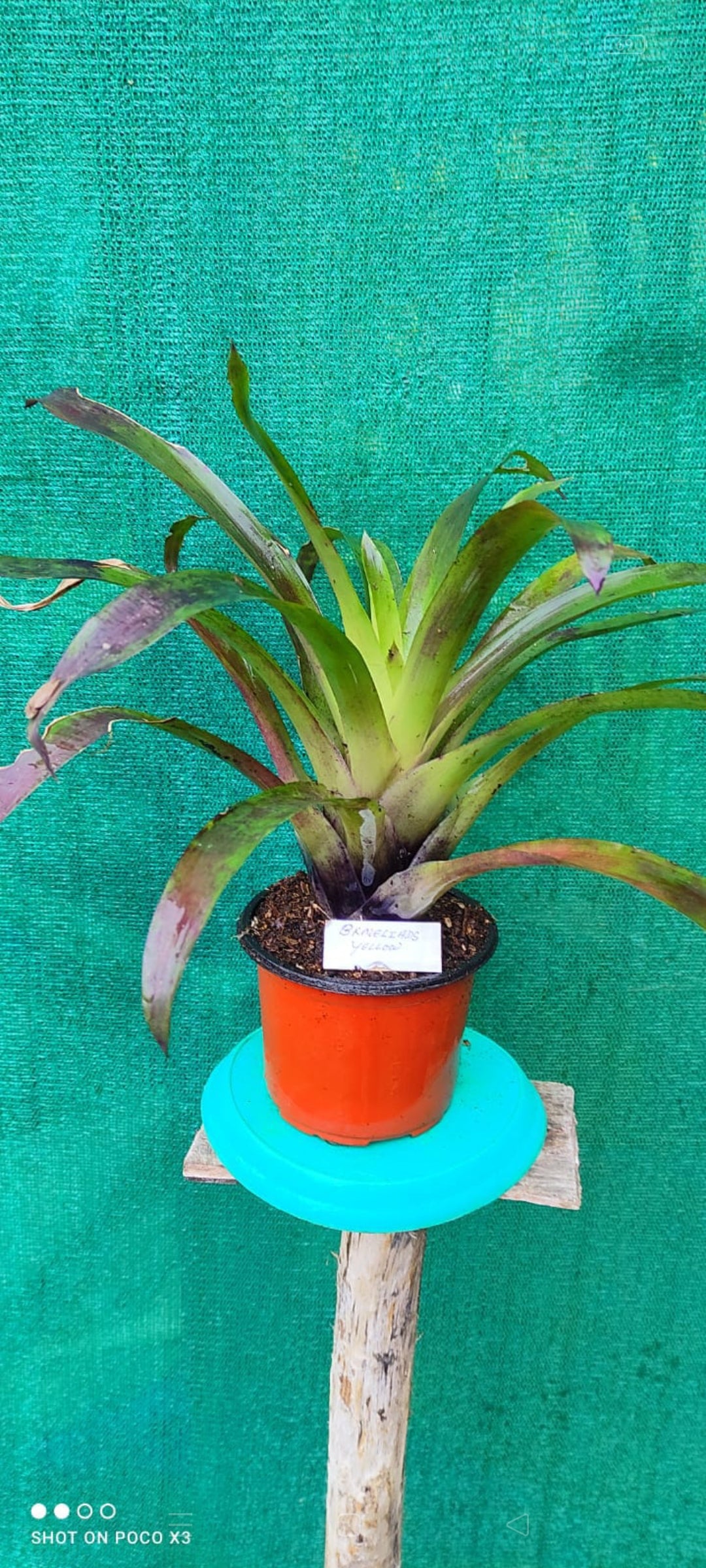 Bromeliads Yellow Mix colour plant