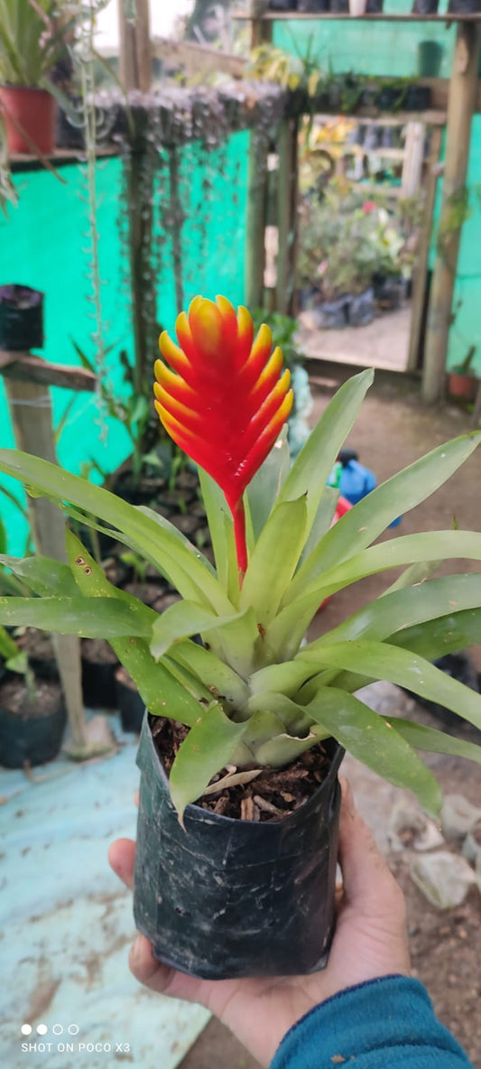 Bromeliads Yellow Mix colour plant