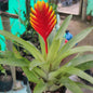 Bromeliads Yellow Mix colour plant