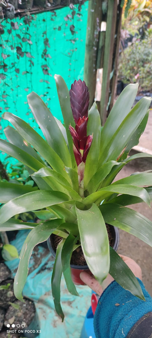 Bromeliads Dark Brown Chocolate