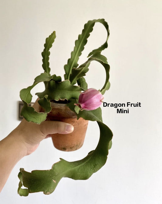 Dragon mini fruit plant