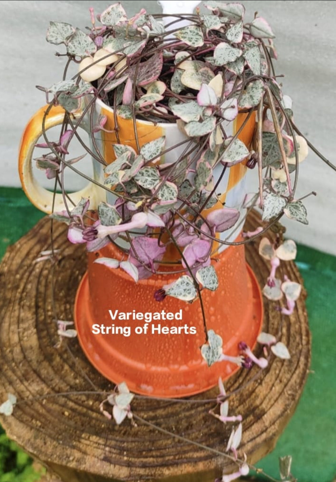 Veriegated string of heart