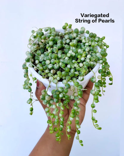 Veriegated String of Pearls