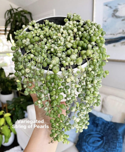 Veriegated String of Pearls