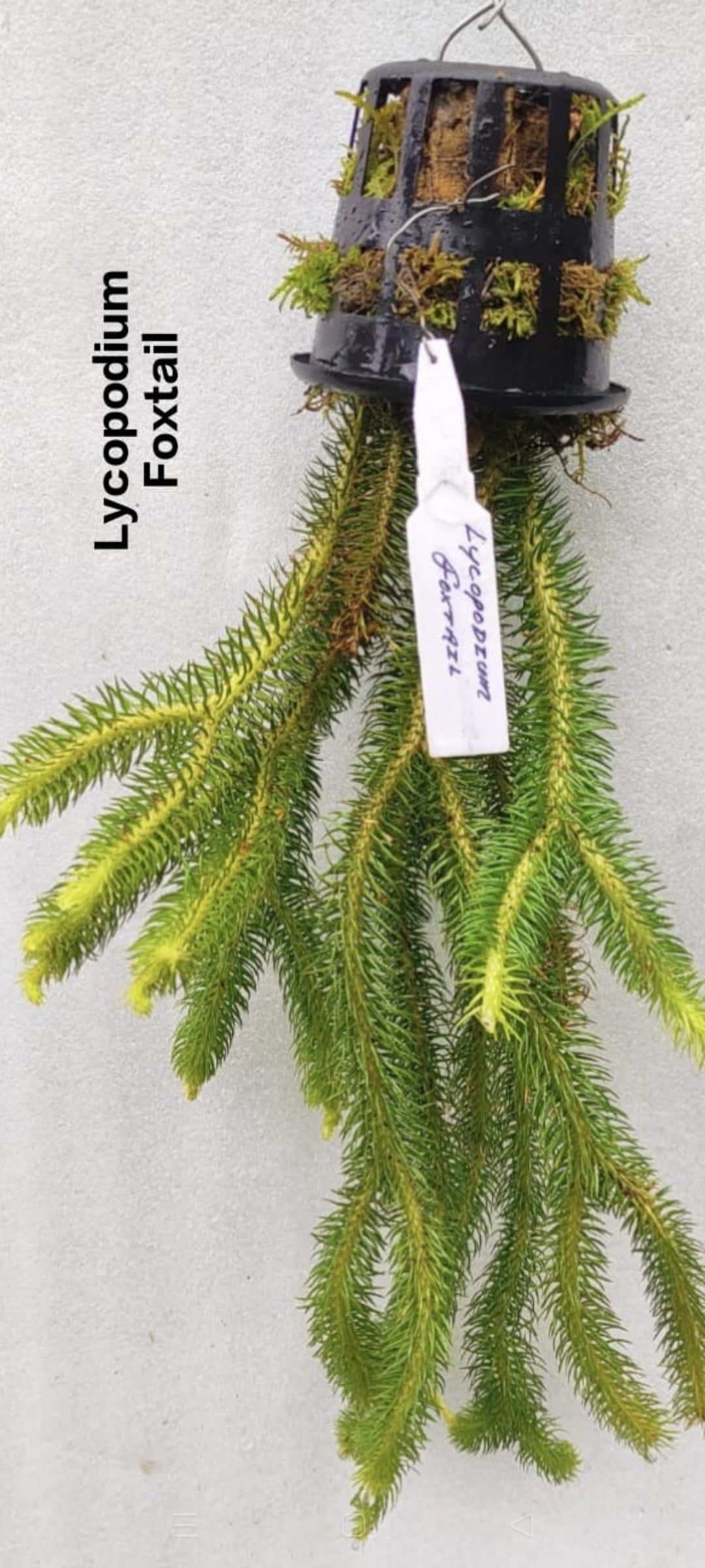 Lycopodium Foxtail