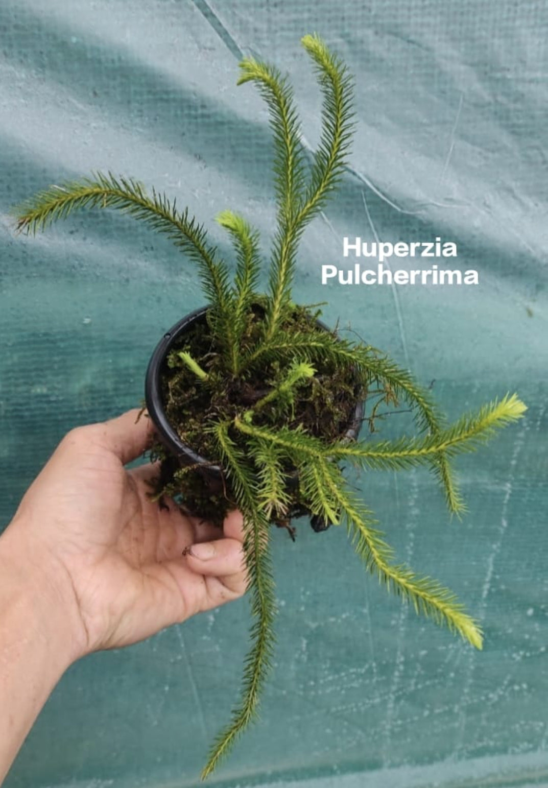 Huperzia Pulcherrima