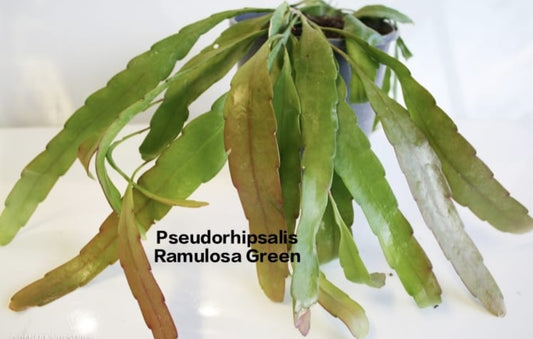 Pseudorhipsalis Ramulosa Green