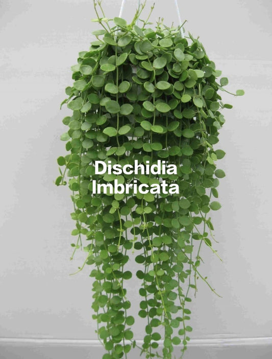 Dischidia Imbricata