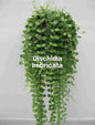 Dischidia Imbricata