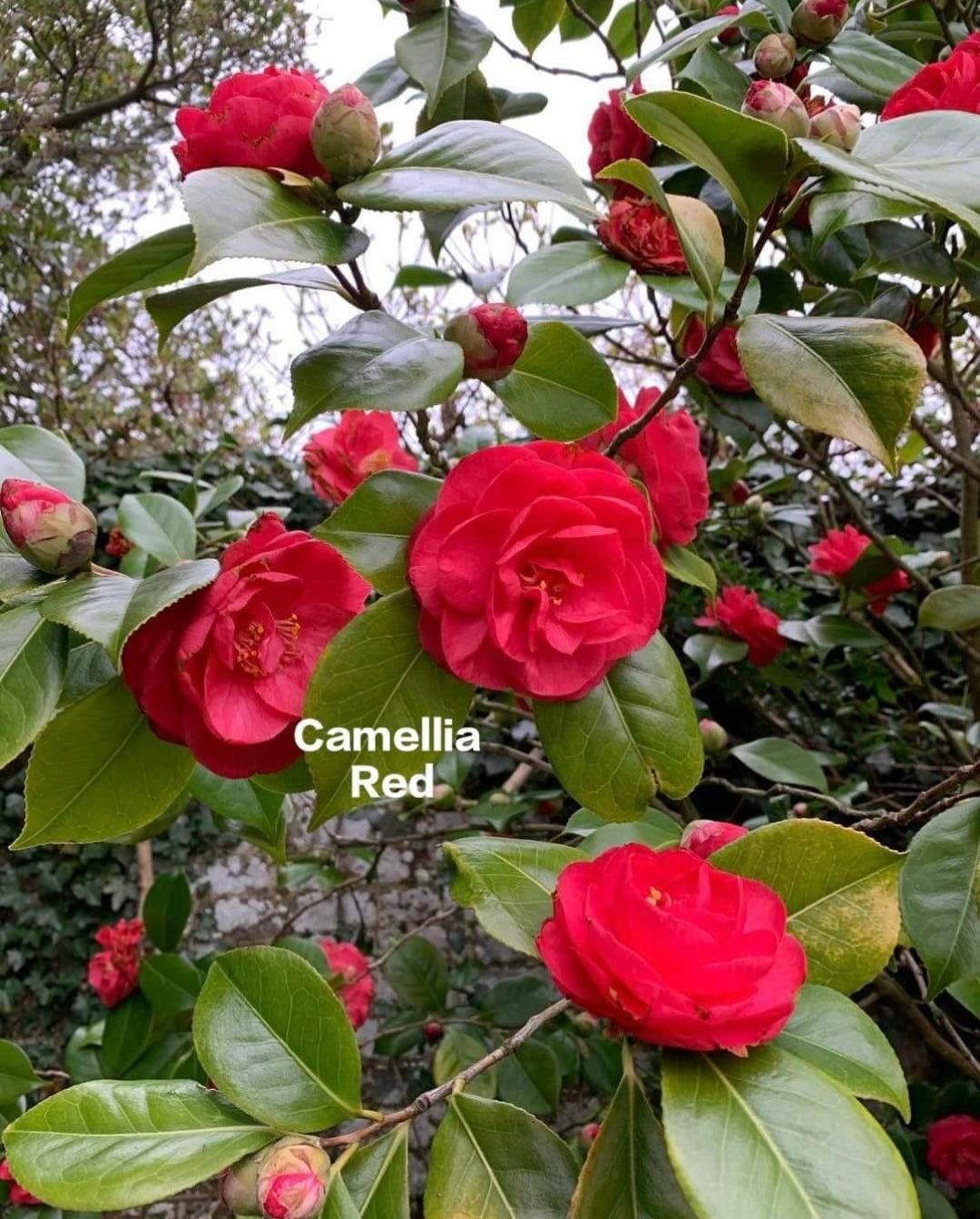 Camellia plant (Pack of 4)