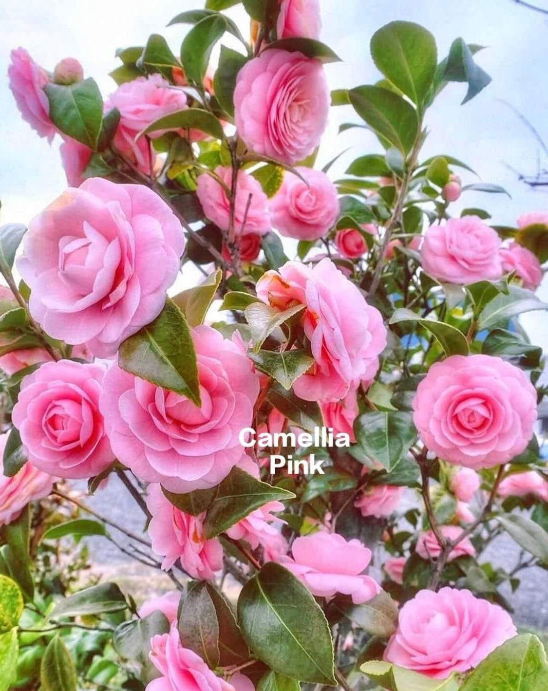 Camelia Pink